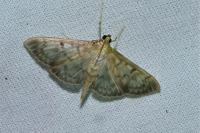 Patania ruralis