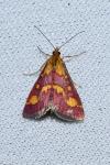 Pyrausta purpuralis