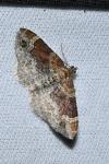 Xanthorhoe spadicearia