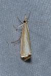 Agriphila straminella