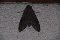 Agrius convolvuli