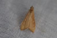 Antigastra catalaunalis