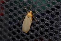 Katha depressa