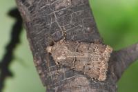 Agrotis bigramma