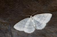 Cabera pusaria