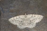 Charissa obscurata obscurata