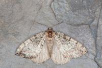 Hydriomena furcata
