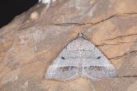 Macaria artesiaria