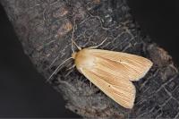 Mythimna pallens