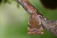 Noctua janthe