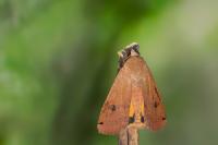 Noctua pronuba