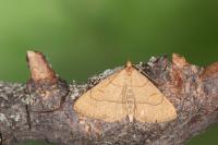 Paracolax tristalis
