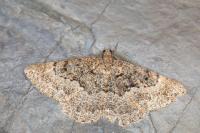 Selidosema taeniolaria