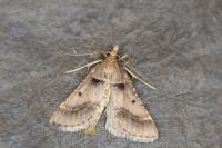 Stemmatophora brunnealis