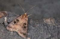 Xestia stigmatica