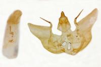 Charissa obscurata obscurata
