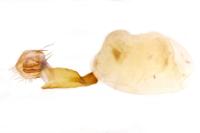 Lygephila pastinum
