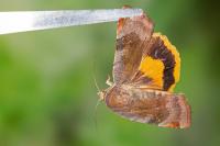 Noctua janthe