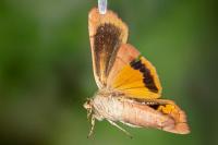 Noctua janthe