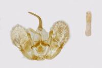 Triphosa tauteli