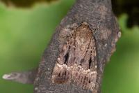 Amphipyra pyramidea