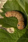 Hippotion celerio