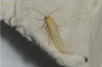 Indalia pygmaeola pallifrons