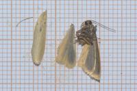 Indalia pygmaeola pallifrons