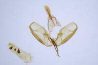 Indalia pygmaeola pallifrons