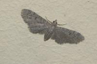 Eupithecia ultimaria