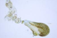 Eupithecia ultimaria