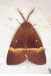 Lasiocampa quercus quercus