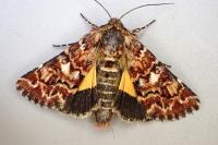 Anarta myrtilli