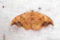 Sabra harpagula