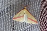 Rhodometra sacraria