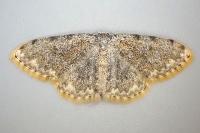 Scopula rufomixtaria