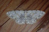 Scopula rufomixtaria
