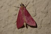 Pyrausta inornatalis