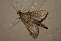 Dolicharthria punctalis