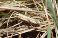 Catoptria conchella conchella