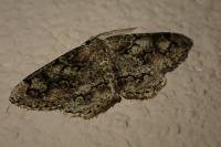 Cleorodes lichenaria