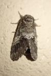 Drymonia querna