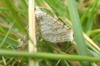 Mesotype verberata