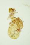 Manulea pseudocomplana