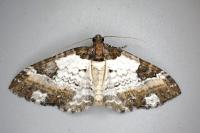 Melanthia procellata
