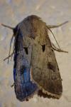 Agrotis exclamationis exclamationis
