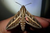 Hyles livornica