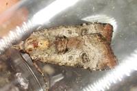 Epilecta linogrisea