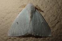 Arctornis l-nigrum