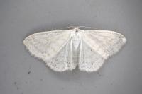 Scopula caricaria